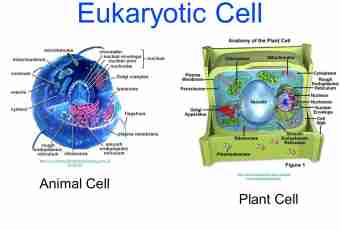 What features of the structure of a plant cell